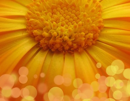 Free Flower Daisy photo and picture
