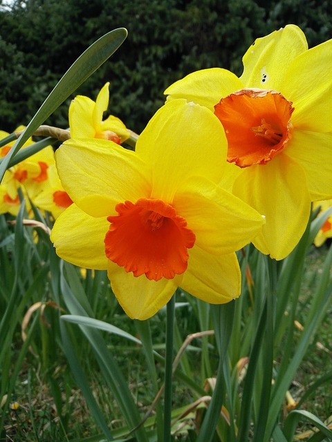 Free Flower Plant photo and picture