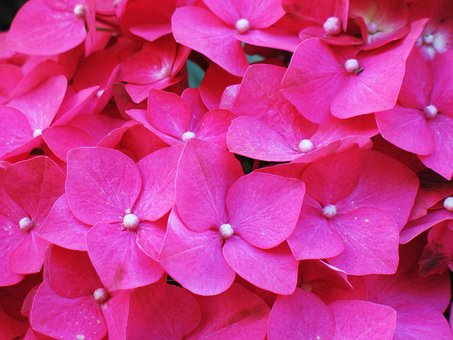 Free Flower Hortensia photo and picture