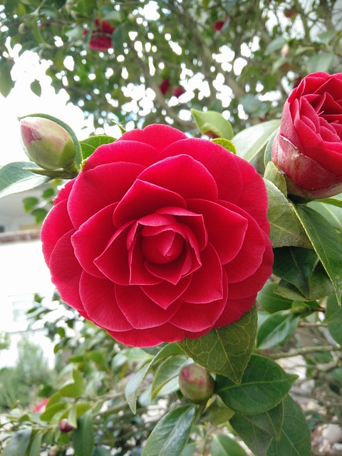 Free Flower Rose photo and picture