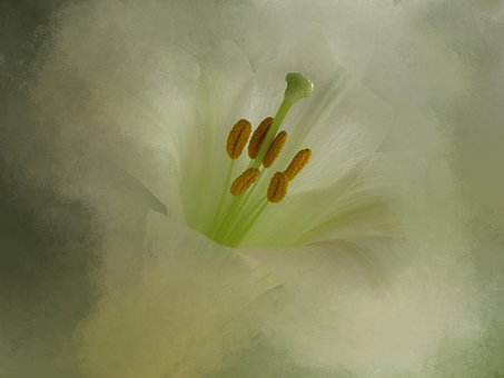 Free Flower Hd Wallpaper photo and picture