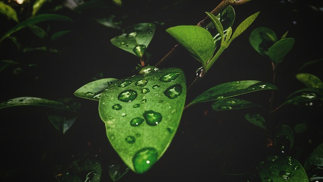 Free Leaf Nature photo and picture