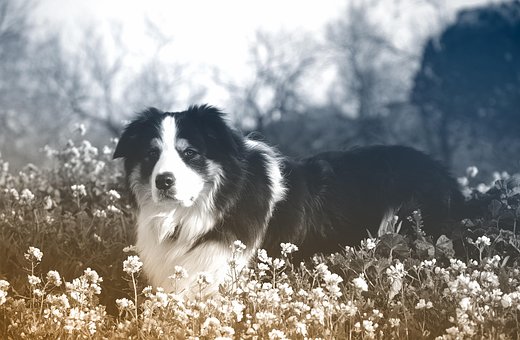 Hund, Eckzahn, Säugetier, Tier, Natur