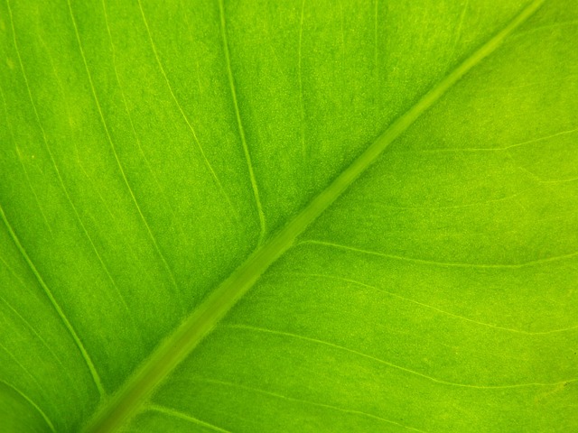 background, texture, vegetable, green, leaf, photosynthesis, plant, vein, asymmetry, asymmetry, asymmetry, asymmetry, asymmetry, asymmetry