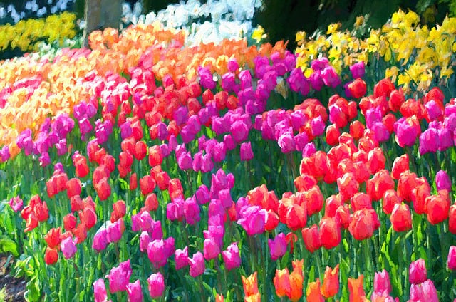 Free tulips la connor skagit illustration