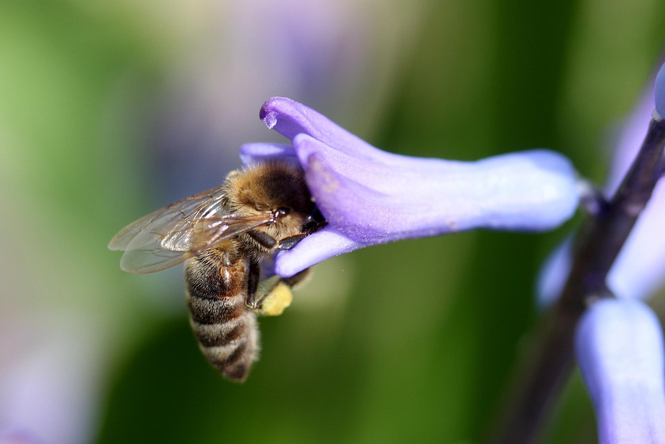 Stor pik blomst