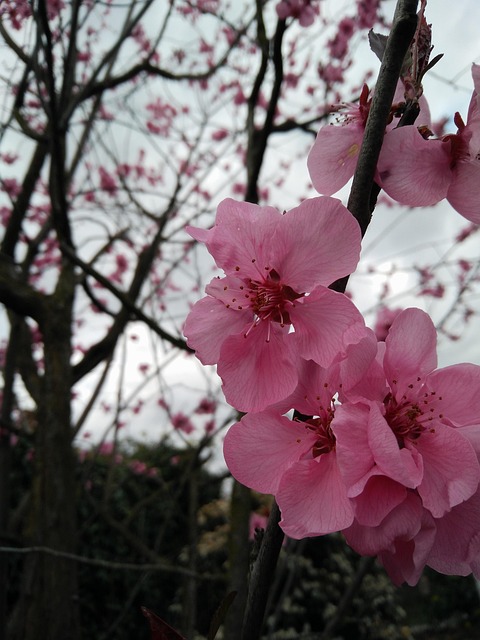 Free Flower Branch photo and picture