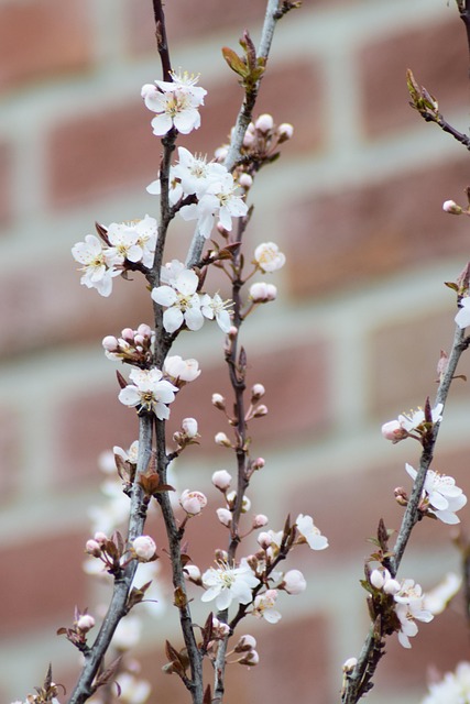 Free Flower Flower Wallpaper photo and picture