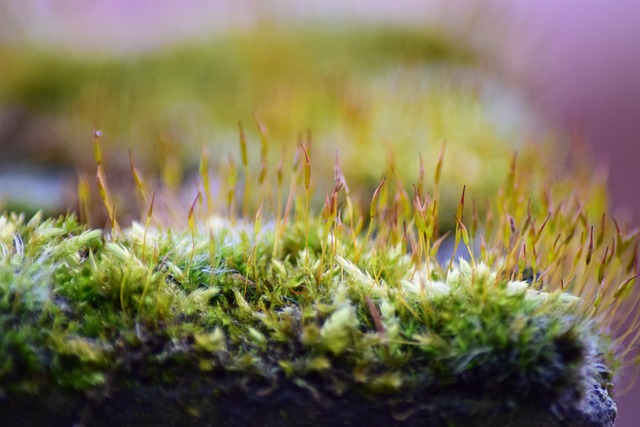 Free Grass Plant photo and picture