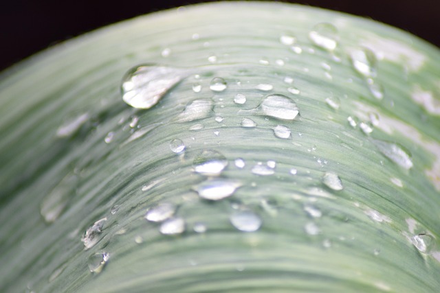Free Plant Leaf photo and picture