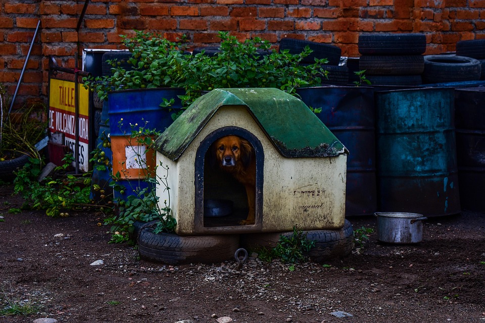 Casa De Perro, Arquitectura, Al Aire Libre, Casa