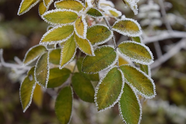 Free Leaves Foliage photo and picture