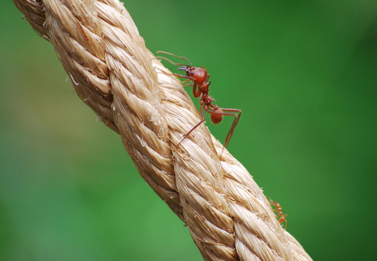 Nature - free online jigsaw puzzle photo