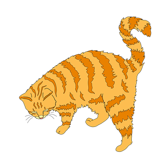 Kat, Ingefær Kat, Sød Kat, Ingefær, Dyr