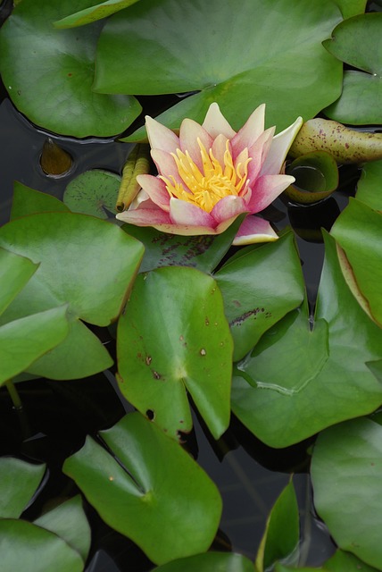 Free Leaf Plant photo and picture