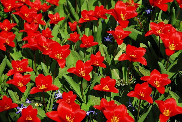 Free Flower Garden photo and picture