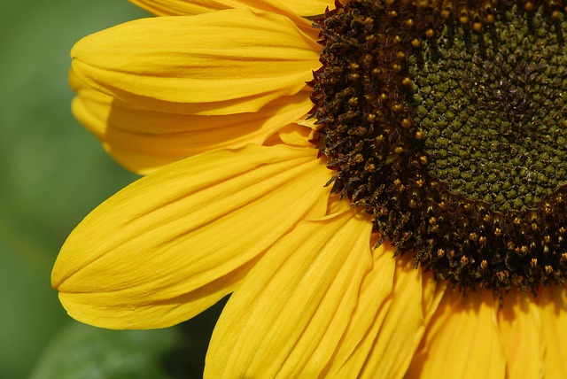 Free Plant Flower photo and picture