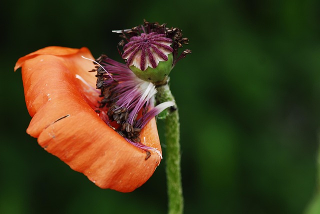 Free Flower Nature photo and picture
