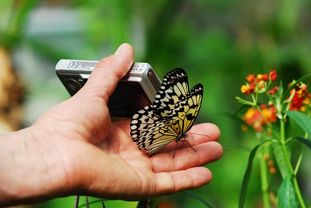 Free Nature Butterfly photo and picture