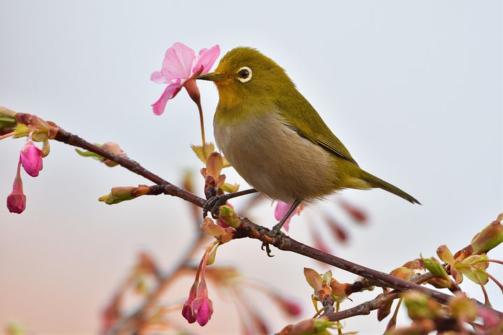 90以上の無料メジロ&鳥画像 - Pixabay