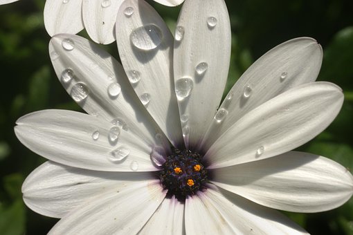 Blomst, Blomst Baggrund, Vanddråber, Dug
