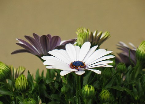 Free Flower Daisy photo and picture