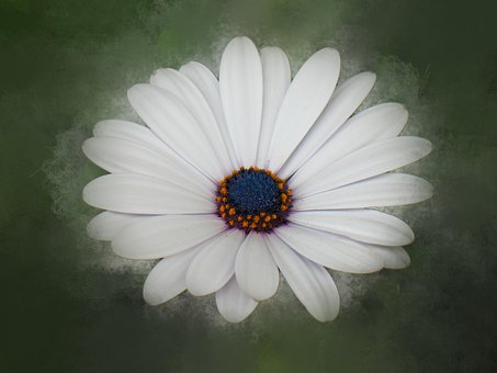 Free Flower Daisy photo and picture