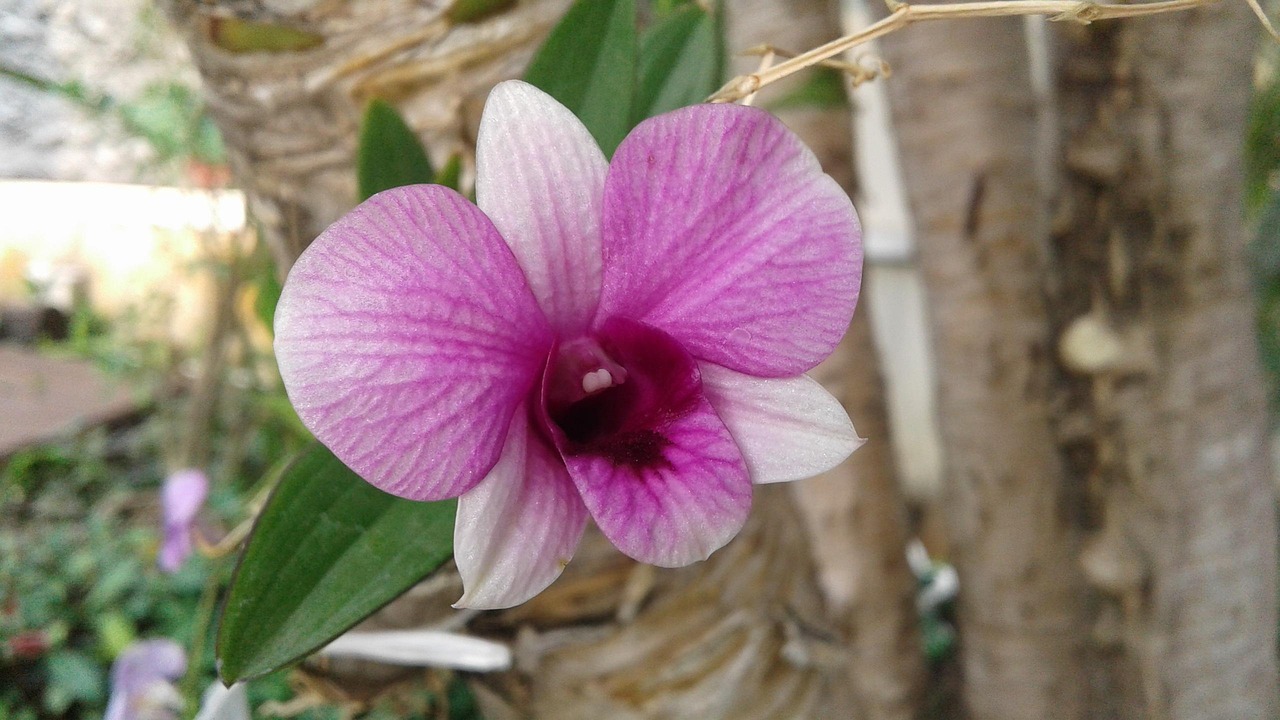 How To Make Purple Color Flowers