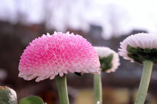 Free Nature Plant photo and picture