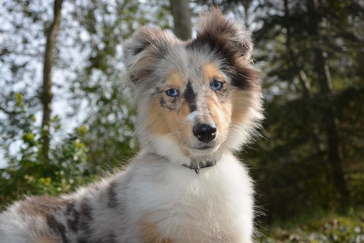 超过1 张关于 狗娘养的设得兰群岛牧羊犬 和 婊子蓝色的贵族 的免费图片