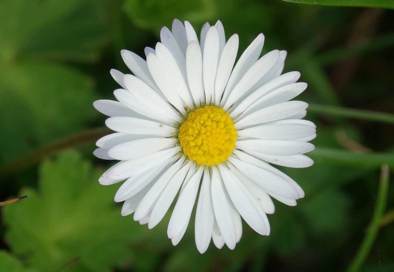 plus-de-200-images-de-paquerettes-et-de-nature-pixabay