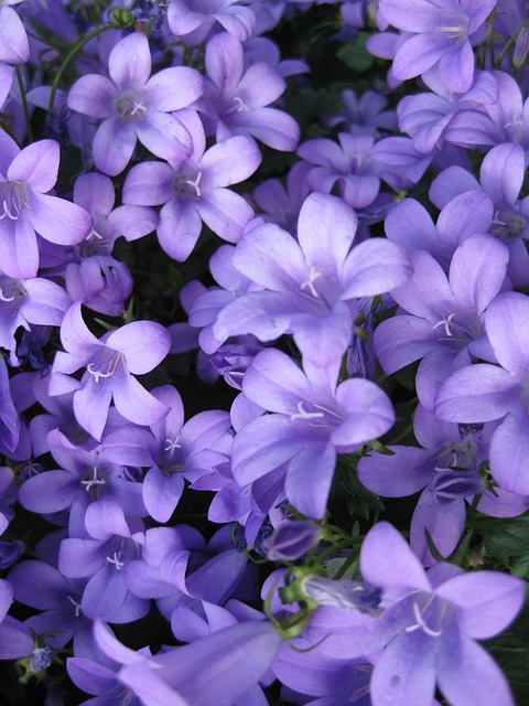 Free Flower Flower Background photo and picture