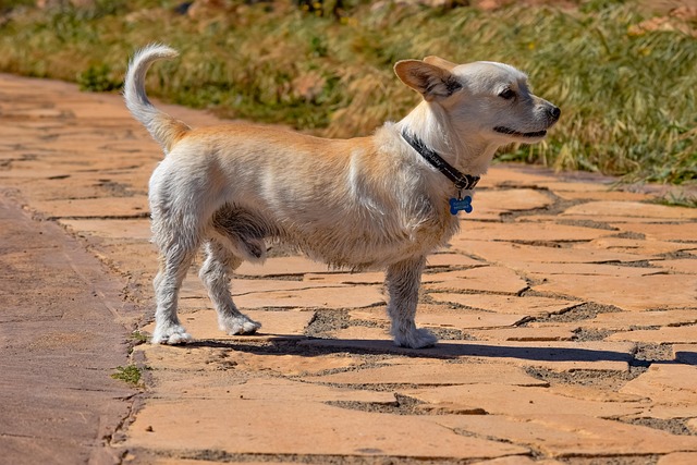 Hund, Tier, Eckzahn, Niedlich, Säugetier