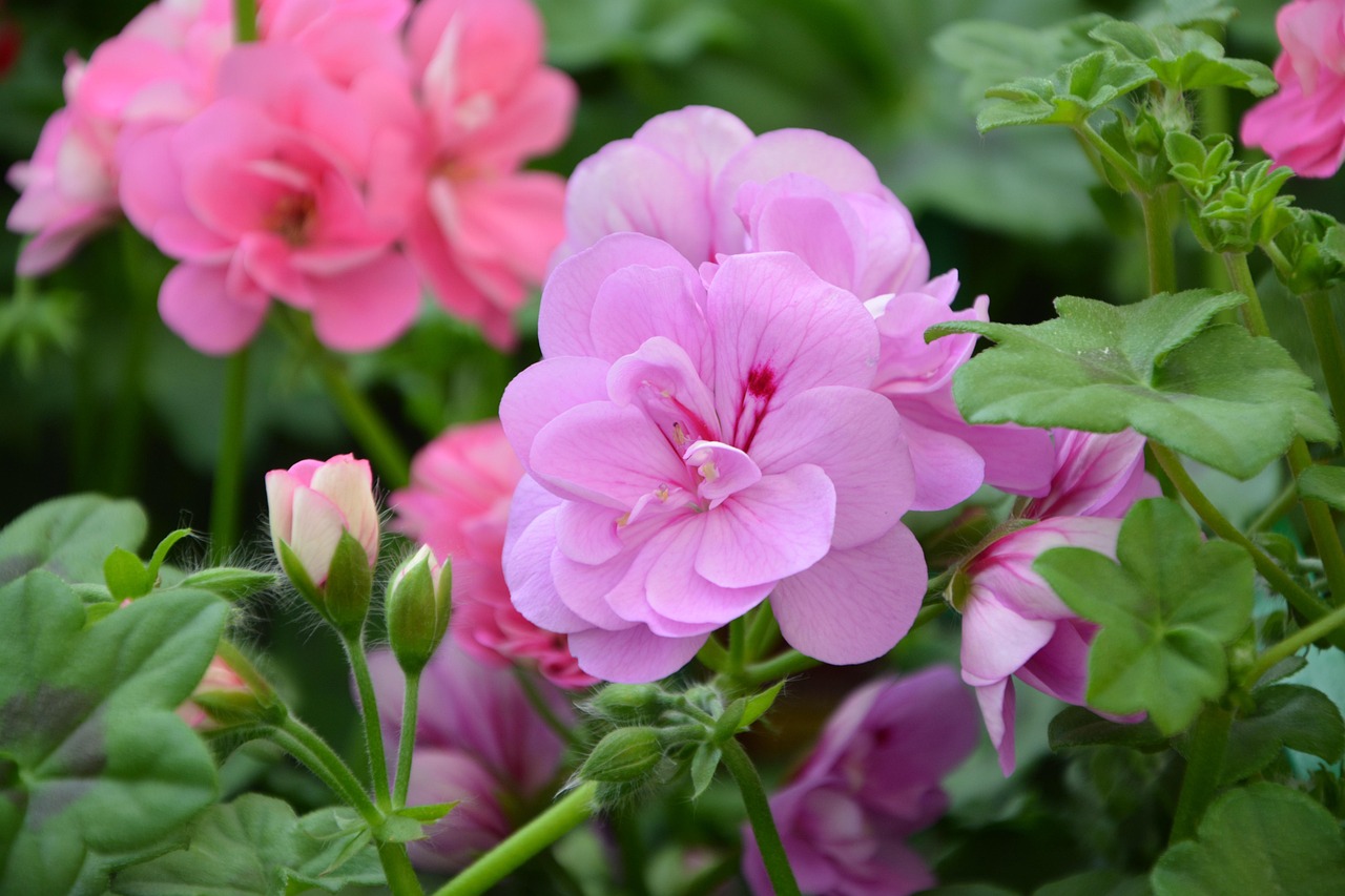 Blume Garten Pflanze Pinke Kostenloses Foto auf Pixabay Pixabay