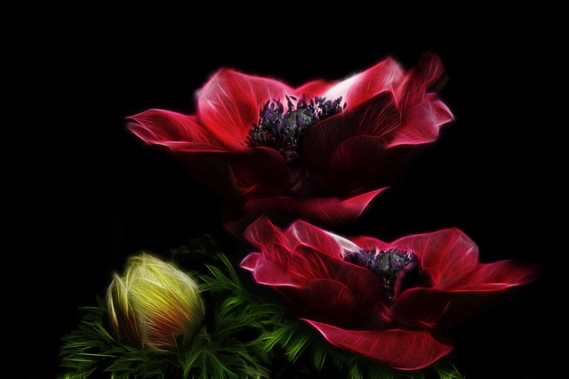 Free fractalius anemone crown anemone illustration