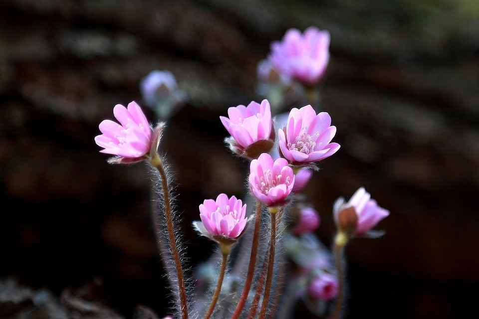 Top 5 Places Where Nature Blooms