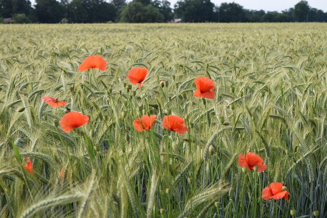 Free Flowers Poppies photo and picture