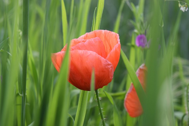 Free Nature Flower Wallpaper photo and picture