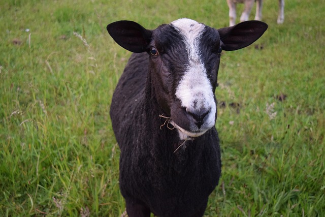 Free Sheep Grass photo and picture