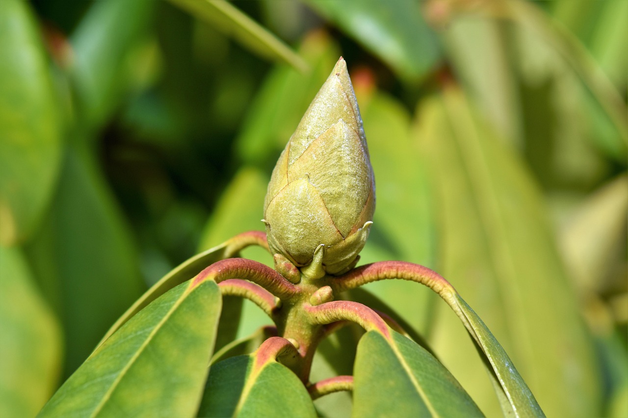 200+ kostenlose Rhododendron+Knospen und Rhododendron-Bilder - Pixabay