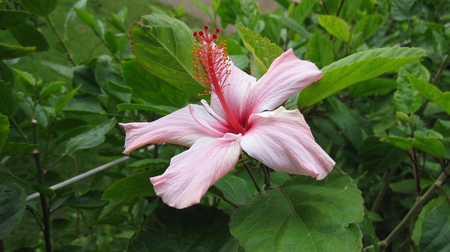 Free Nature Flora photo and picture