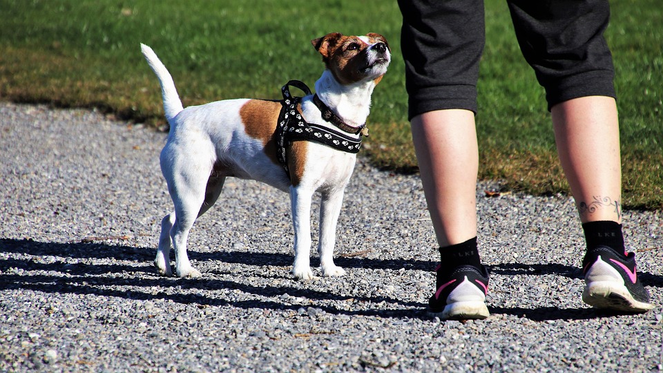 Dog, Spring, Relaxation, Young, Active, Trainers, Woman