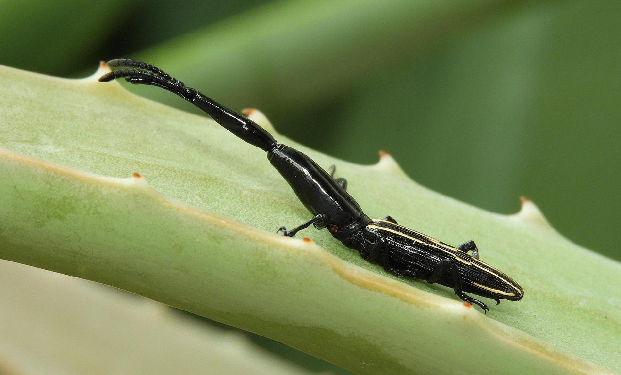 Insect Invertebrate Wild Life - Free photo on Pixabay - Pixabay