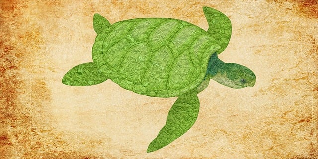 Free turtle turtle vintage vintage illustration