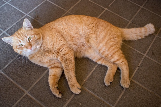 Free Cat Cute photo and picture