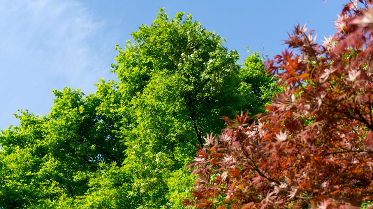 Green Natur Baum - Kostenloses Foto auf Pixabay - Pixabay