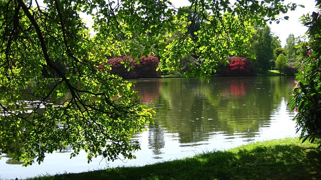 Free Nature Tree photo and picture