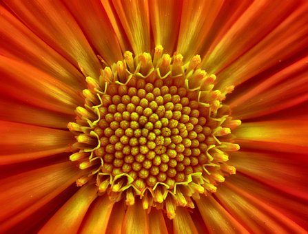 Free Flower Flower Background photo and picture