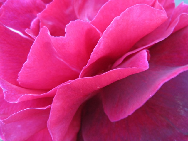 Free Flower Flower Background photo and picture