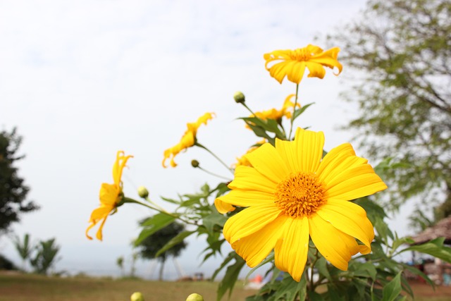 Nature Flora Summer - Free photo on Pixabay - Pixabay